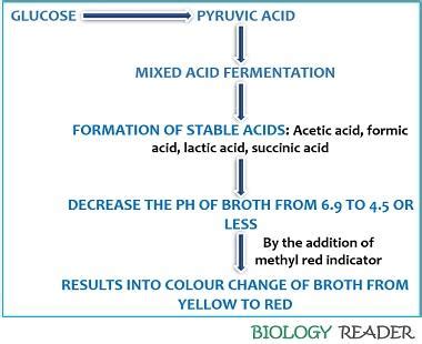 methyl red test protocol|Methyl Red test procedure, principle, and result.